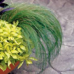 Ponytails Mexican Feather Grass Seeds  of 30 seeds