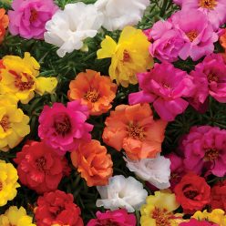 Portulaca Happy Hour Mix