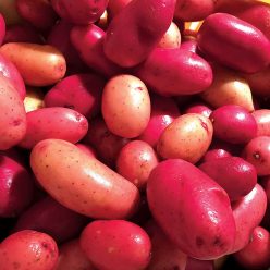Potato Clancy F1 pelleted seed
