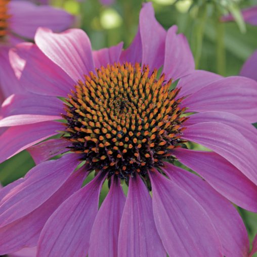 PowWow Wild Berry Coneflower Seeds - Image 3