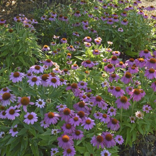 PowWow Wild Berry Coneflower Seeds - Image 4