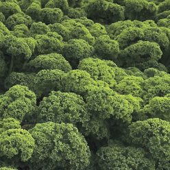 Prizm Hybrid Kale Seeds