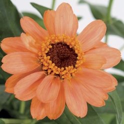 Profusion Apricot Zinnia Seeds