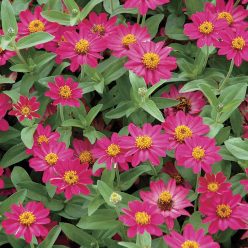 Profusion Cherry Zinnia Seeds