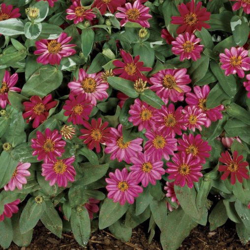 Profusion Cherry Zinnia Seeds - Image 3