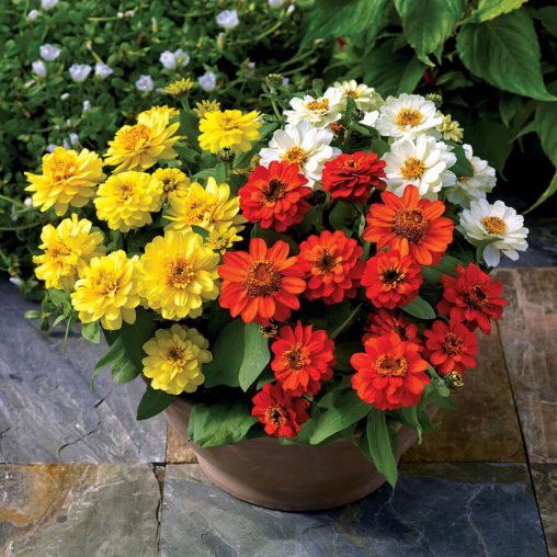 Profusion Double Sunrise Mix Zinnia Seeds - Image 2