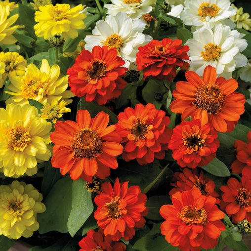 Profusion Double Sunrise Mix Zinnia Seeds - Image 3
