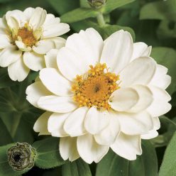 Profusion Double White Zinnia Seeds