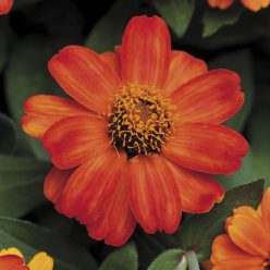 Profusion Fire Zinnia Seeds