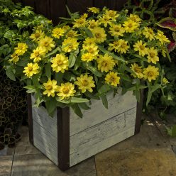 Profusion Lemon Zinnia Seeds