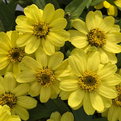 Profusion Lemon Zinnia Seeds - Image 3