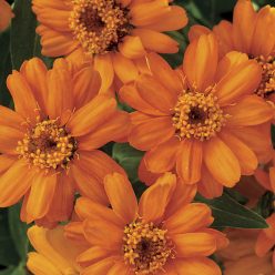 Profusion Orange Zinnia Seeds