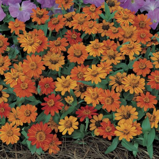 Profusion Orange Zinnia Seeds - Image 3