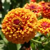 Profusion Red Yellow Bicolor Zinnia Seeds