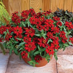 Profusion Red Zinnia Seeds