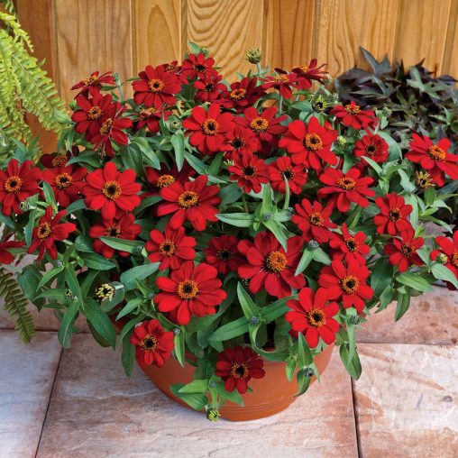 Profusion Red Zinnia Seeds - Image 2