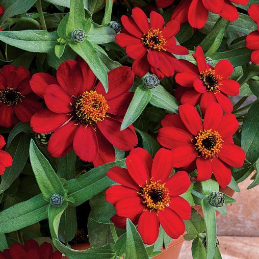 Profusion Red Zinnia Seeds - Image 3