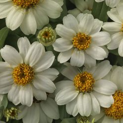 Profusion White Zinnia Seeds