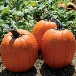 Pumpkin Large Marge