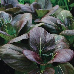 Purple Hybrid Pak Choi Seed