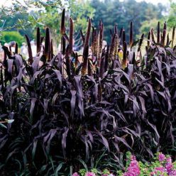 Purple Majesty Hybrid Ornamental Millet Seeds