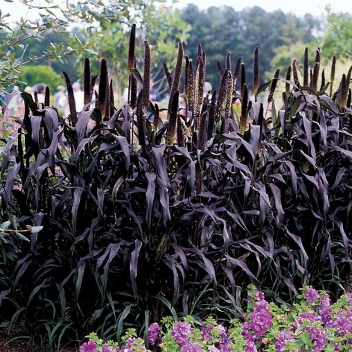 Purple Majesty Hybrid Ornamental Millet Seeds - Image 2