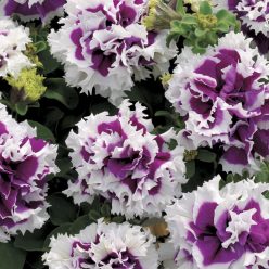 Purple Pirouette Petunia Seeds