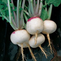 Purple Top White Globe Turnip Seeds