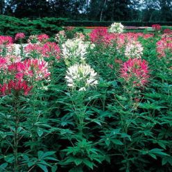 Queen Mix Spider Flower Seeds