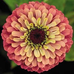 Queen Red Lime Zinnia Seeds  of 25 seeds