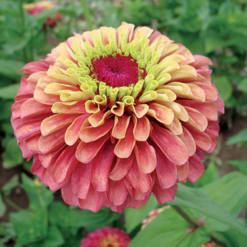 Queen Red Lime Zinnia Seeds  of 25 seeds - Image 2