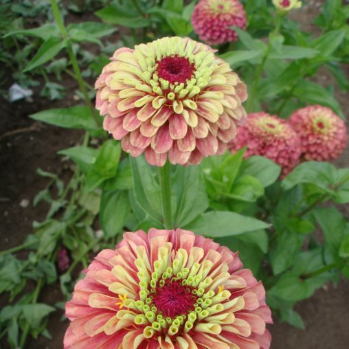 Queen Red Lime Zinnia Seeds  of 25 seeds - Image 3