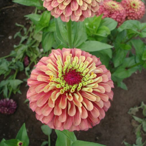 Queen Red Lime Zinnia Seeds  of 25 seeds - Image 4
