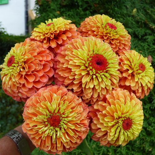 Queeny Lime Orange Zinnia Seeds - Image 3