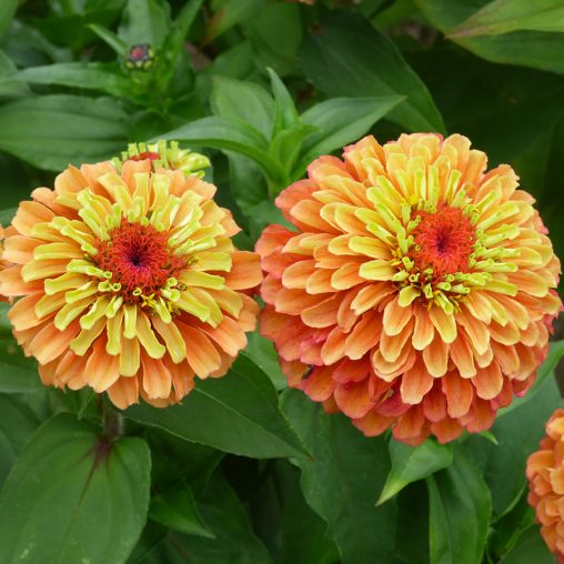 Queeny Lime Orange Zinnia Seeds - Image 4