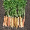 Rainbow Hybrid Carrot Seeds