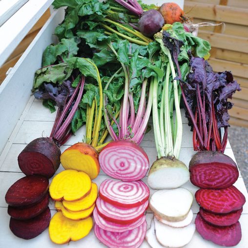 Rainbow Mix Beet Seeds - Image 2