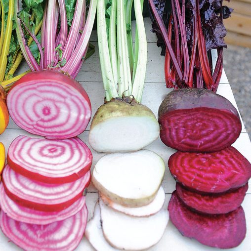 Rainbow Mix Beet Seeds - Image 4