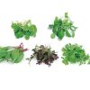 Rainbow Mix Microgreens Seeds