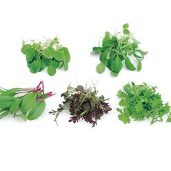 Rainbow Mix Microgreens Seeds
