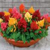 Rainbow Sherbert Celosia Seeds