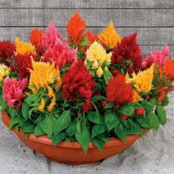 Rainbow Sherbert Celosia Seeds