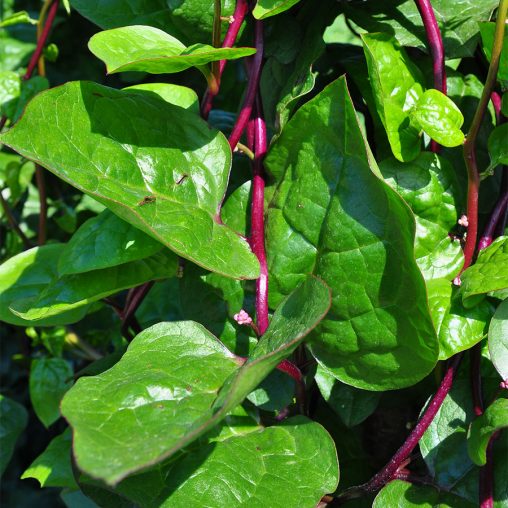 Red Stem Malabar Spinach Seeds - Image 2