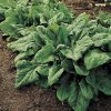 Renegade Hybrid Spinach Seeds