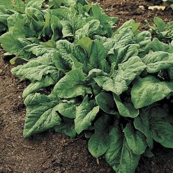 Renegade Hybrid Spinach Seeds