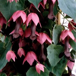 Rhodochiton atrosanguineum Purple Bell Vine