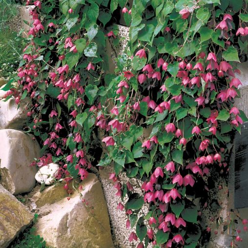 Rhodochiton atrosanguineum Purple Bell Vine - Image 3