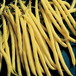 Rocdor Bean Seeds