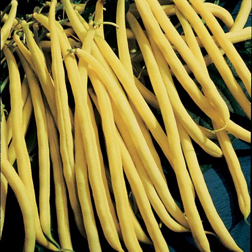 Rocdor Bean Seeds - Image 2
