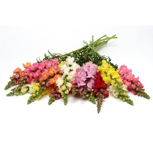 Rocket Hybrid Mix Snapdragon Seeds - Image 4